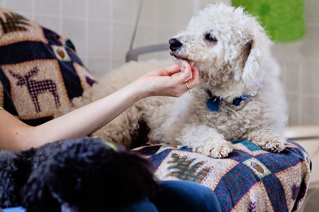 Bobs for dogs sales donation